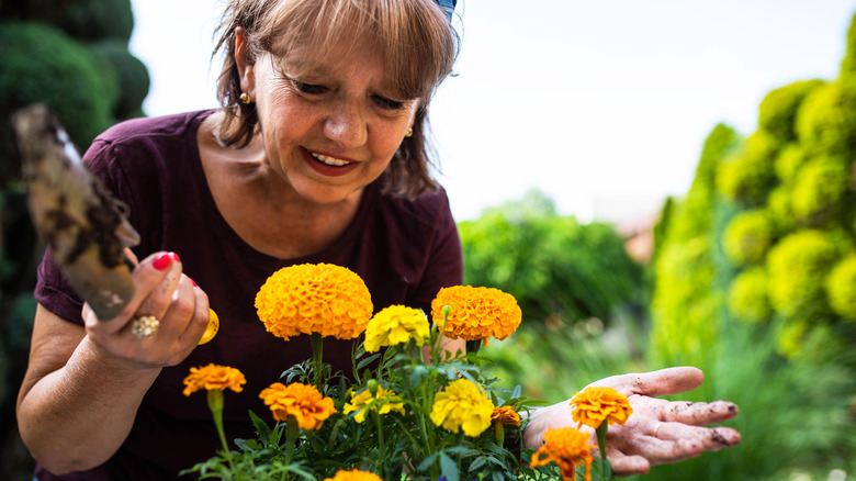 Woman growing marigolds