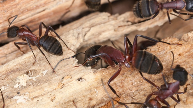 carpenter ants on wood