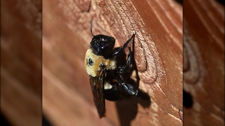 carpenter bee on wood