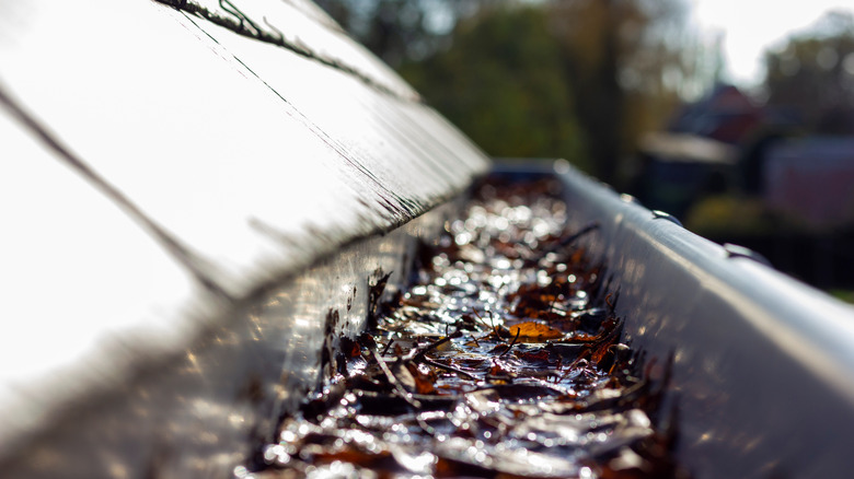 gutters full of wet leaves