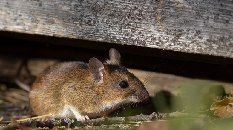 mouse sotto la trave di legno