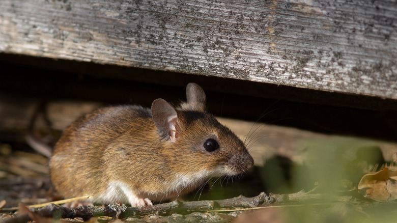 mouse under wooden beam