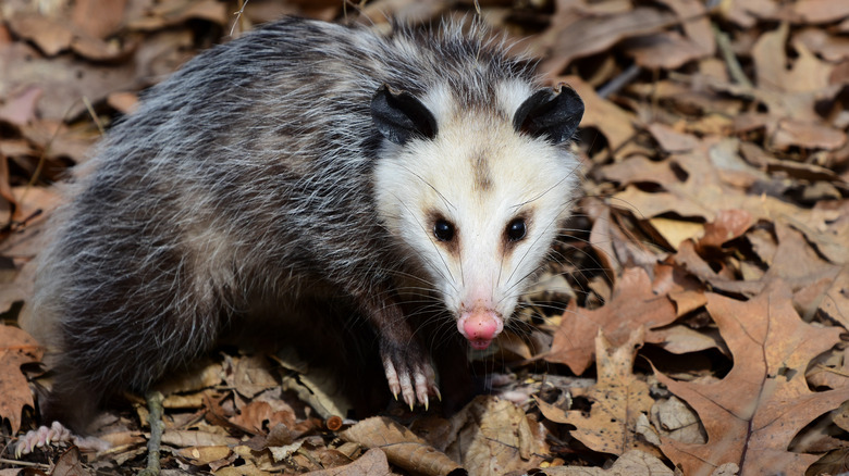 possum on leaves