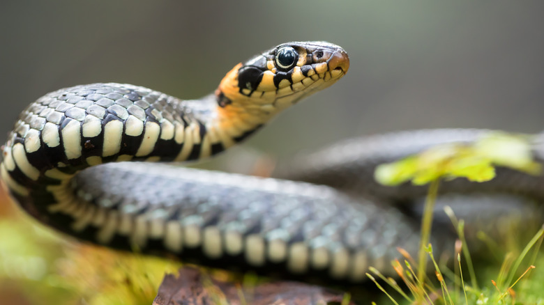 snake in grass