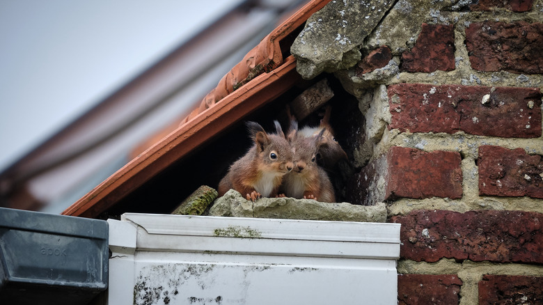 nido di scoiattoli nelle grondaie