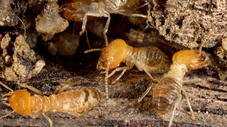 termiti che strisciano intorno al legno