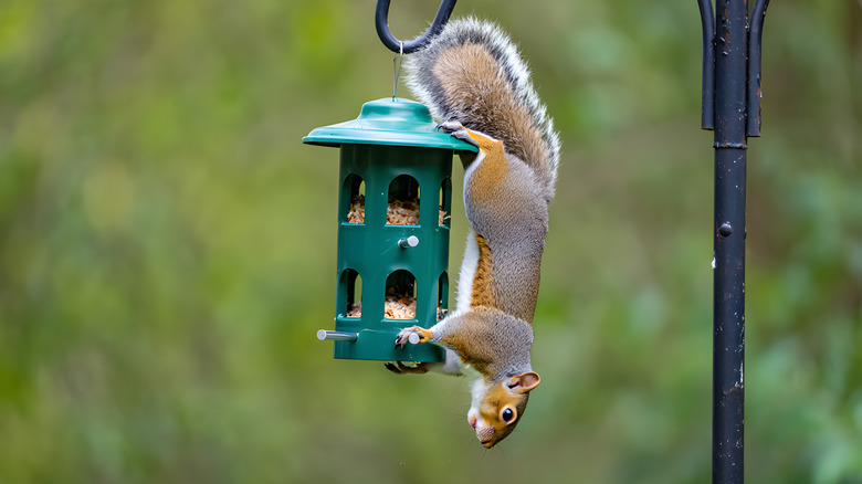 squirrel stealing from a green bird feeder.