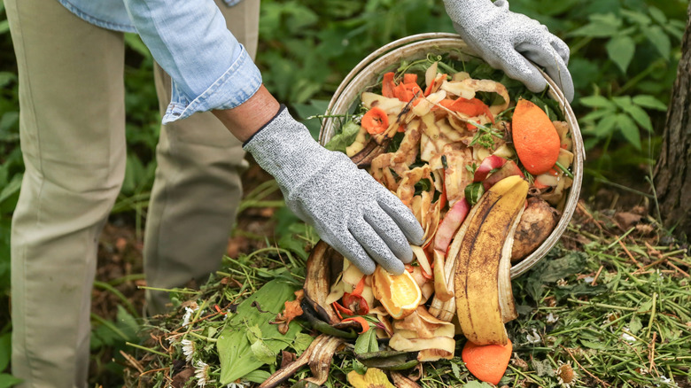 A gardener dumping  vegetable scraps into a compost pile.