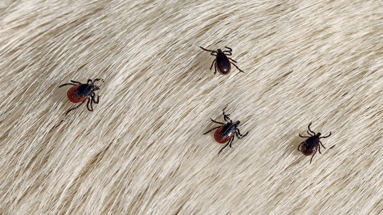 Ticks on a white dog's fur.
