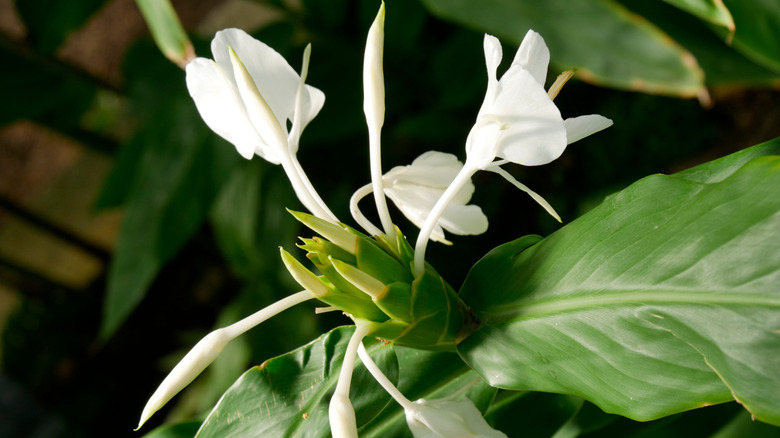 A white Japanese honey suckle blossom