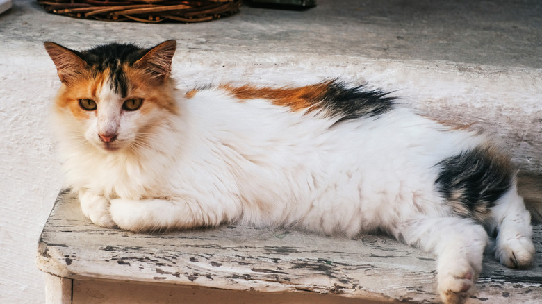 A calico cat lounging outdoors on a porch.