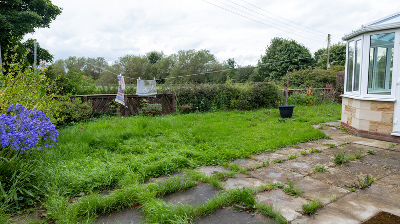 An overgrown backyard with tall grass.