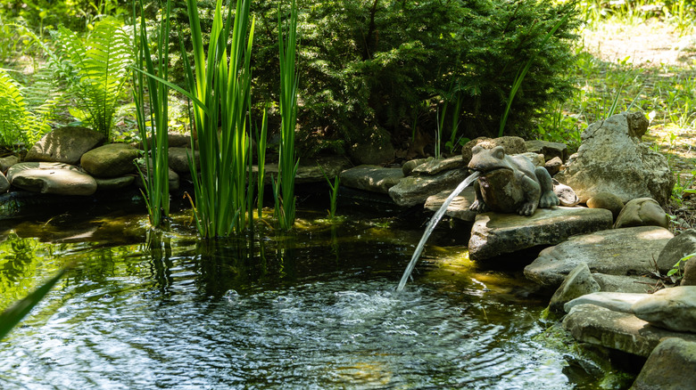 A frog fontain in a backyard pond witrh tall plants growing.