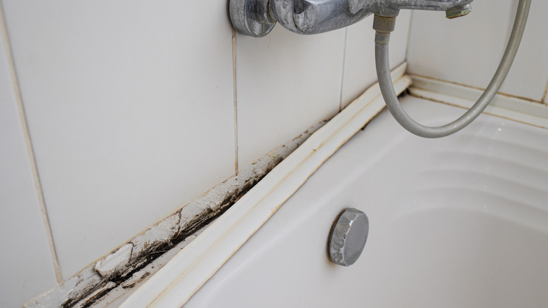 Black mold fungus hidden behind panel in bathroom