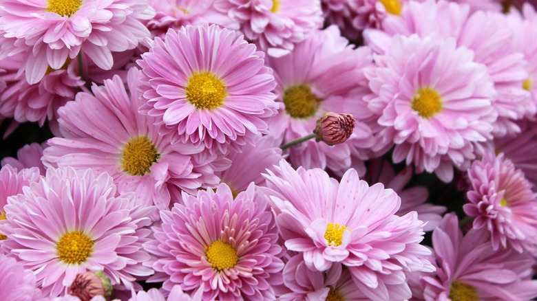 Pink chrysanthemum flowers growing outdoors