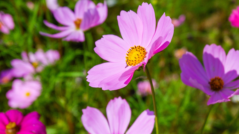 Field of pink cosmos growing outdoors