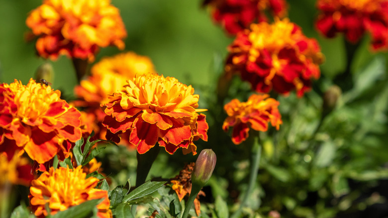 Vibrant orange and yellow French marigolds grow outdoors