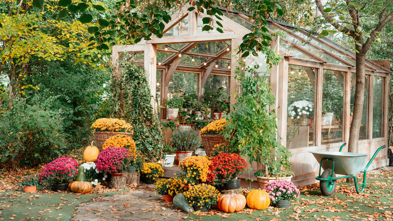 Greenhouse in fall with vegetables and flowers
