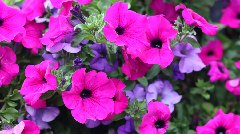 Vivid petunias blooming outdoors