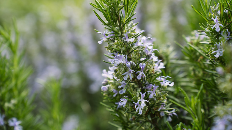 Rosemary bush blooming in a garden outdoors