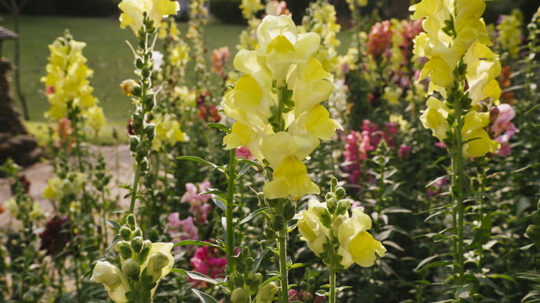 Colorful snapdragons blooming outdoors