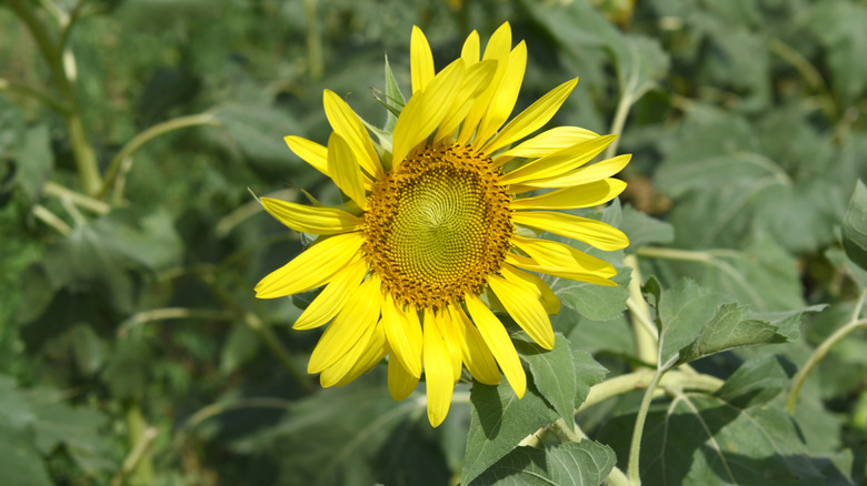 Close up of a sunflower blooming outdoors