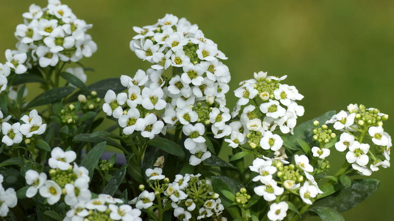 Close up of the white flowers of sweet alyssum growing outdoors