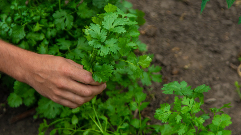 A man holds a bundle of cilantro in a garden