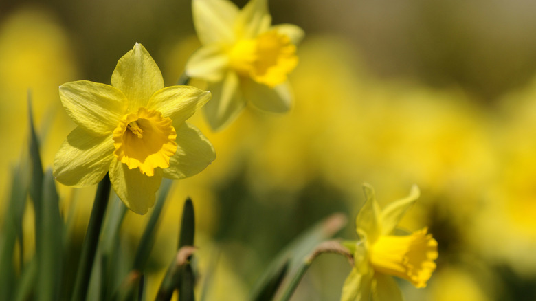Daffodils in a garden