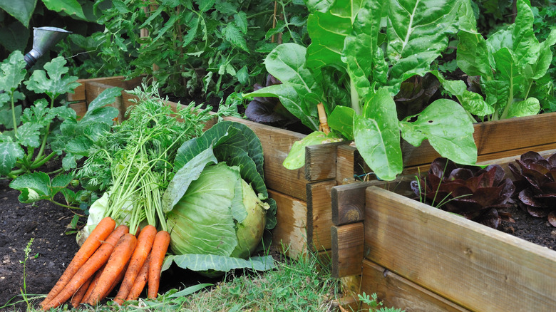 Veggies in a raised bed veggie garden