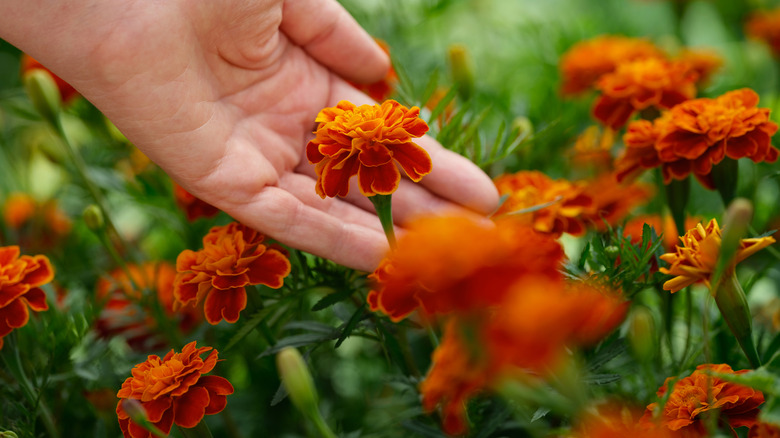 Woman holding a marigold bloom in a garden