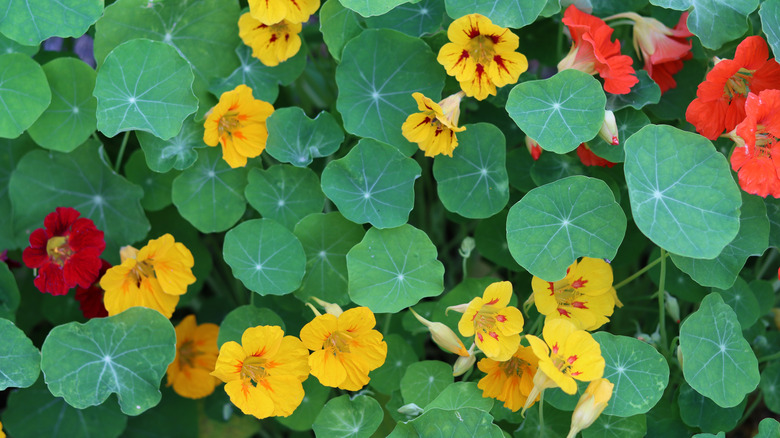 Nasturtium plant in a garden