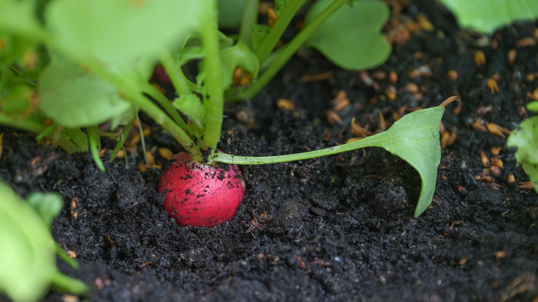 Red radish in a garden