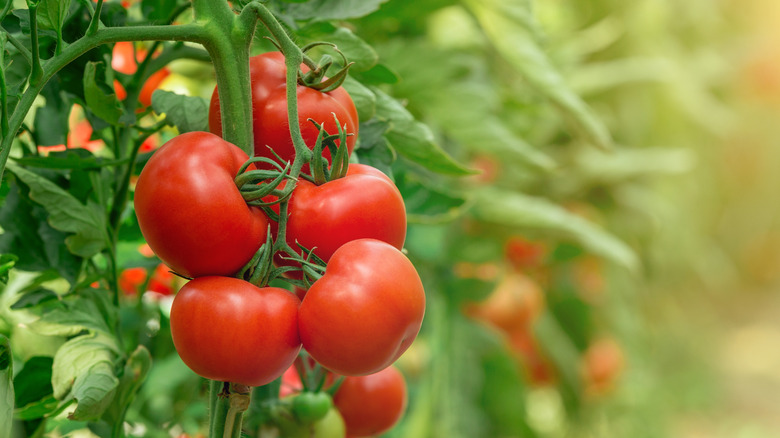 Tomatoes growing in a garden