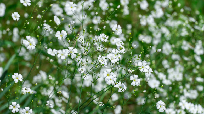 close up of baby's breath in a garden