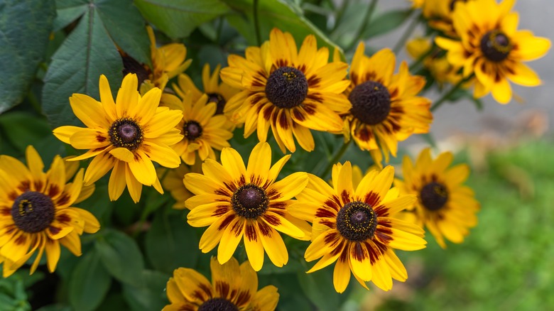black-eyed Susan in a garden