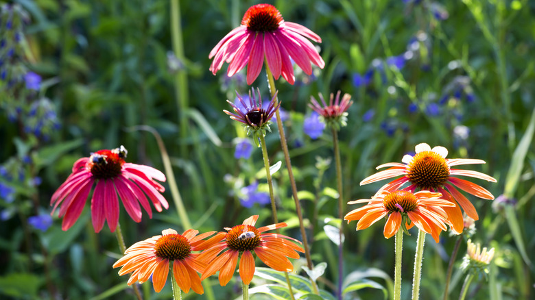 pink and orange coneflowers covered in bees