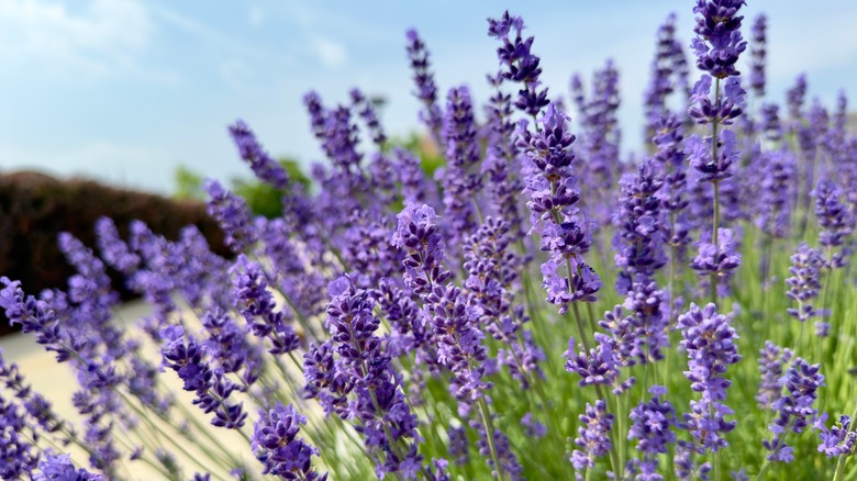 English lavender in a field