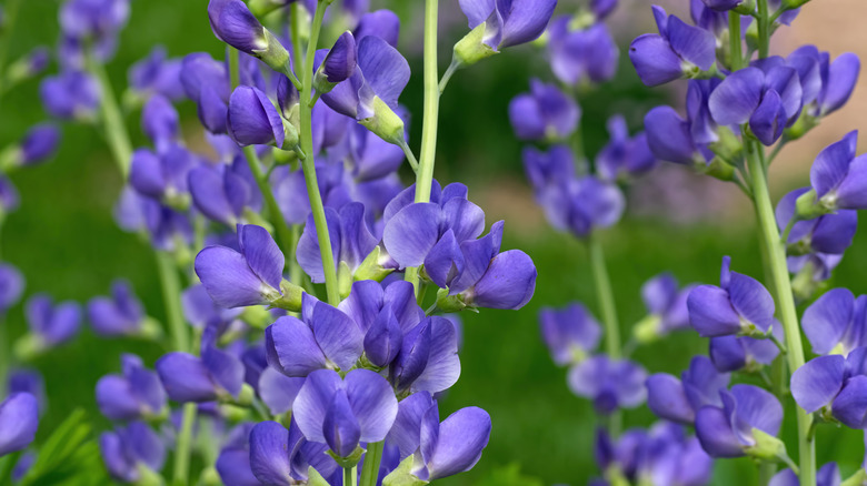 close up of false indigo blooms