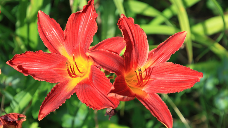 two red daylilies in a garden