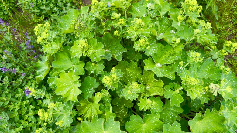 lady's mantle close up