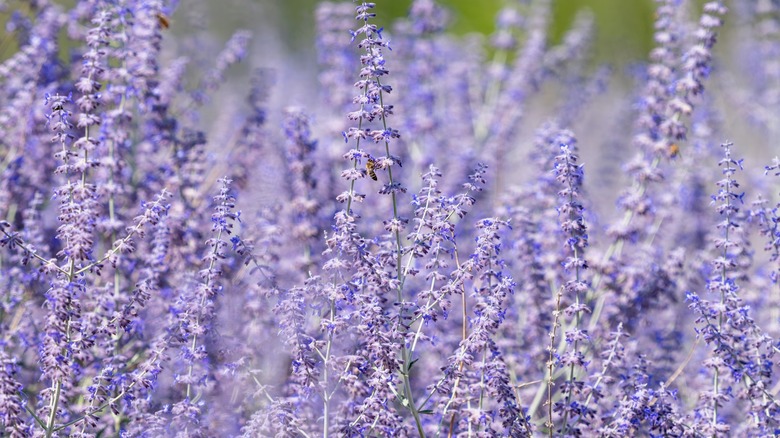 Russian sage purple flowers