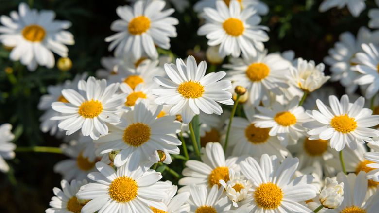 a cluster of shasta daisies in the sun