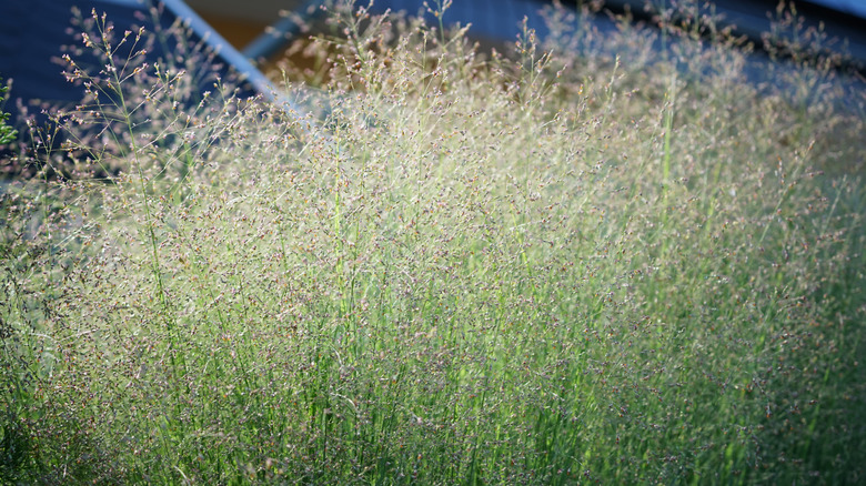 switch grass glowing in the sun