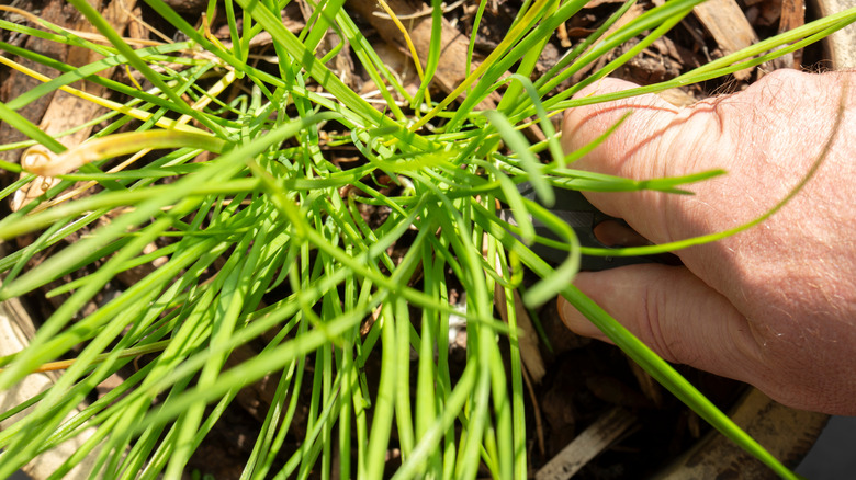 A person cuts a chive plant growing in a pot at its base with pruners..