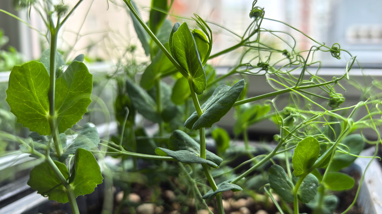 Green pea vines grow in a planter in front of a window in a house.