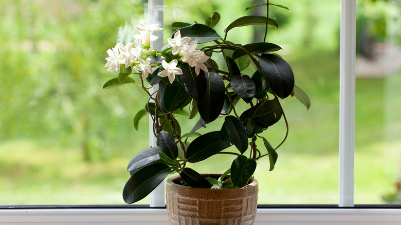 Anise hyssop flower seed heads with a bee.