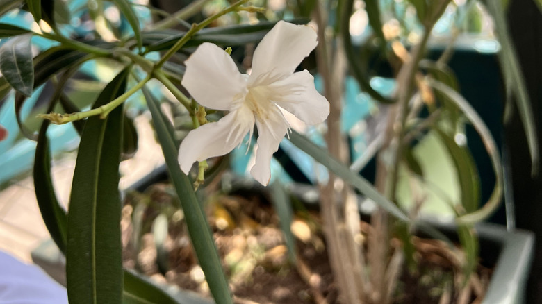 An white-flowering oleander grows in a pot inside a house.