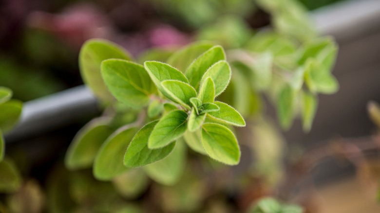 A stem of oregano sticks out from a houseplant pot.