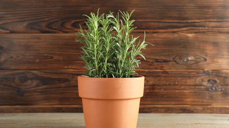 A person prunes an indoor rosemary plant.